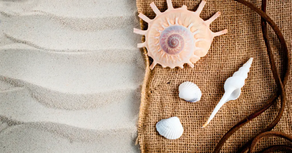 seashell crafts